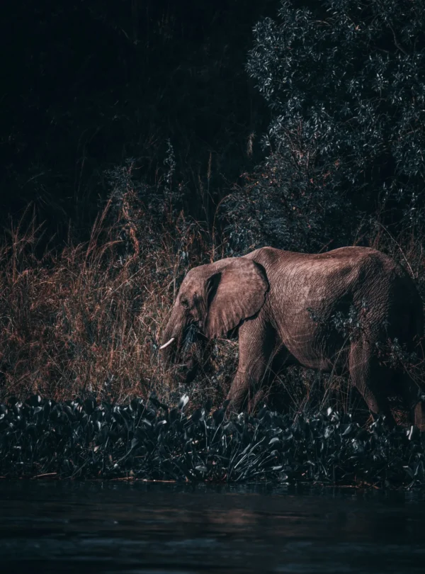 Journey Of Joy Tours and safaris_017