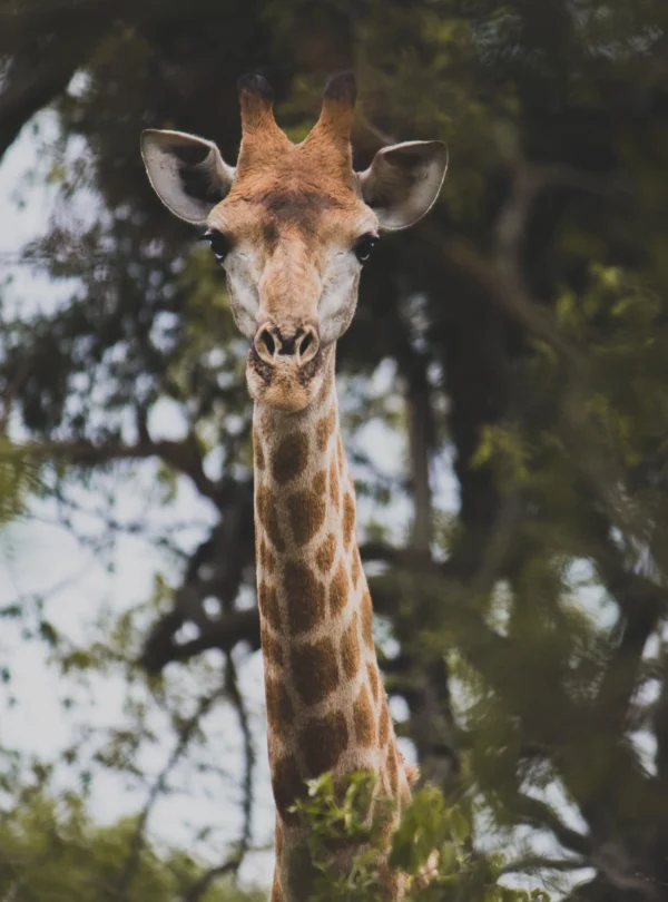 Journey Of Joy Tours and safaris_021