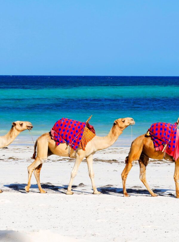 diani-camels